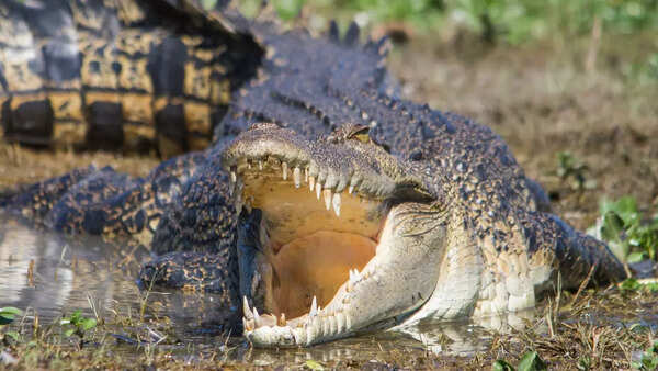 Saltwater Crocodile