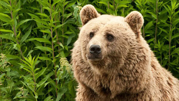 Kodiak Bear