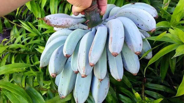 Bananas
