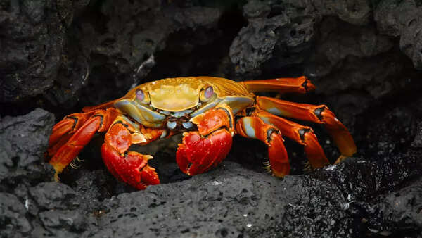 crab1