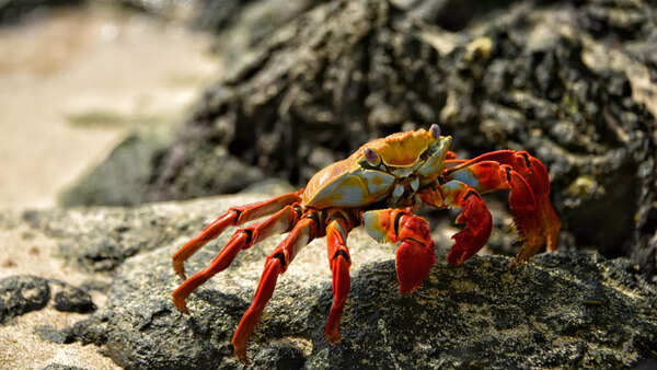 crab2