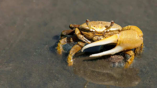 crab3