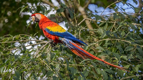 Discover 10 stunning red animals around the world | - Times of India