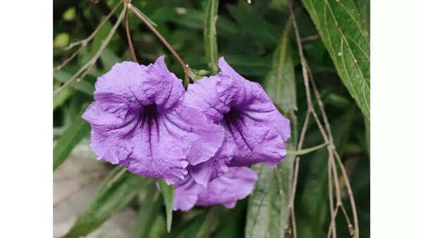camera sample 6