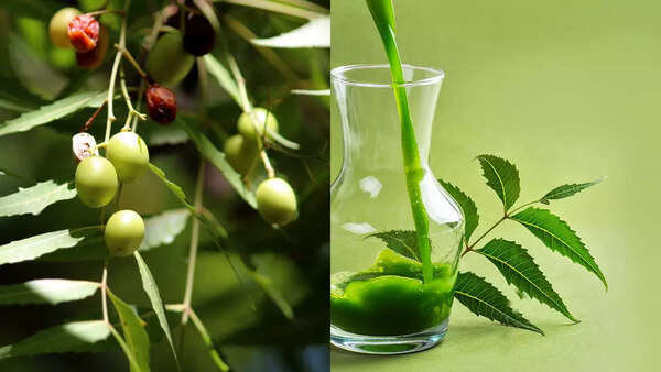 This is what happens when start your day with neem leaves - Times of India