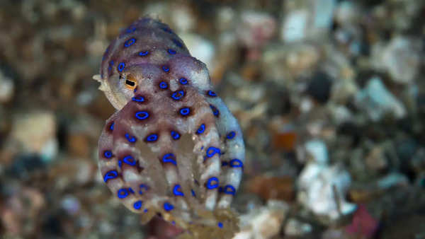 Blue ring octopus