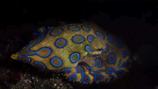 Blue ring octopus