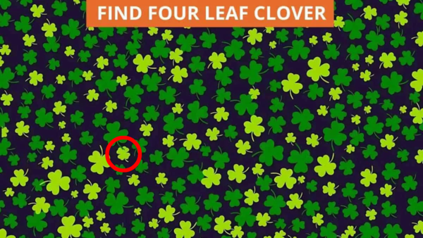 clover (2)