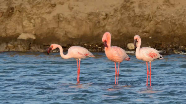 Flamingos