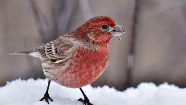 The Vampire Finch