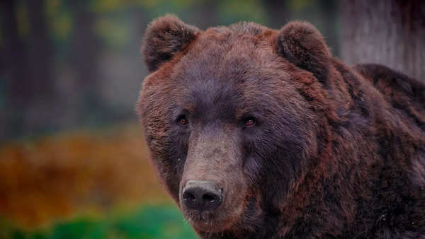 Kamchatka Brown Bears