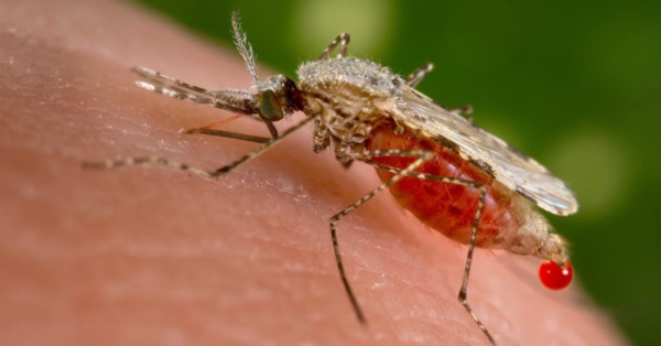 Congo's health ministry says unknown disease is severe malaria