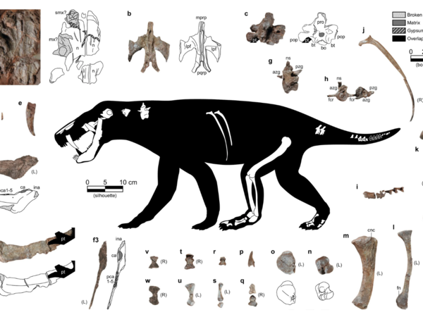 Ancient dog-like predator identified as oldest known mammal relative