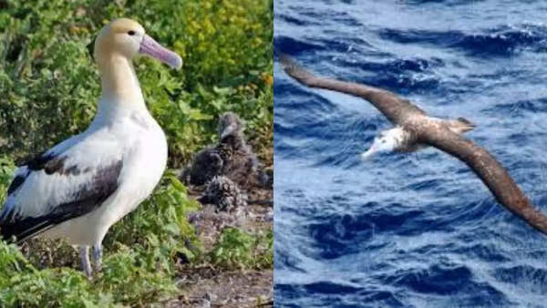 Albatross