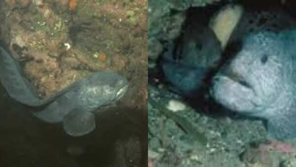 Wolf Eels