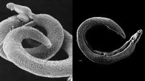 Blood flukes