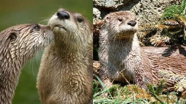 River Otter