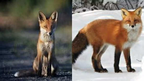 Fox