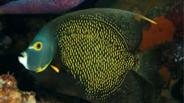 French Angelfish