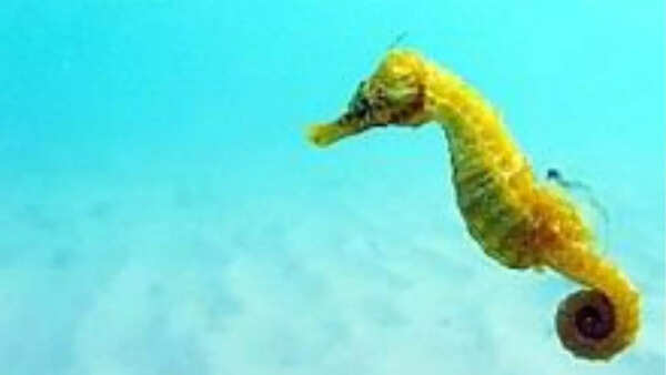 Seahorse