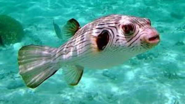 Pufferfish