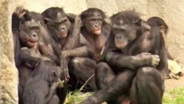 Bonobos