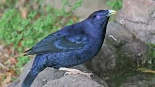 Bowerbird