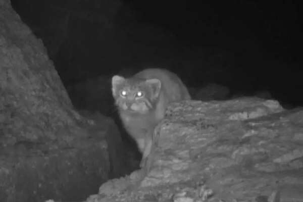 Pallas cat spotted in Himachal (Credits: Snow leopard trust)