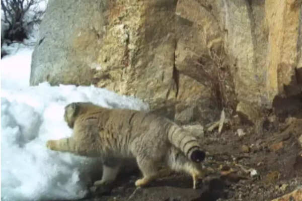 Pallas cat spotted in Himachal (Credits: Snow leopard trust)