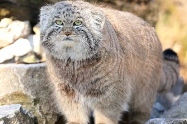 Pallas cat (Credits: iStock)