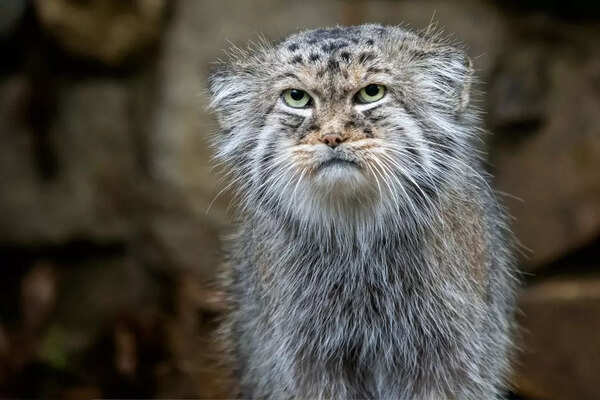 Pallas cat (Credits: iStock)