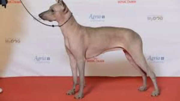Xoloitzquintle