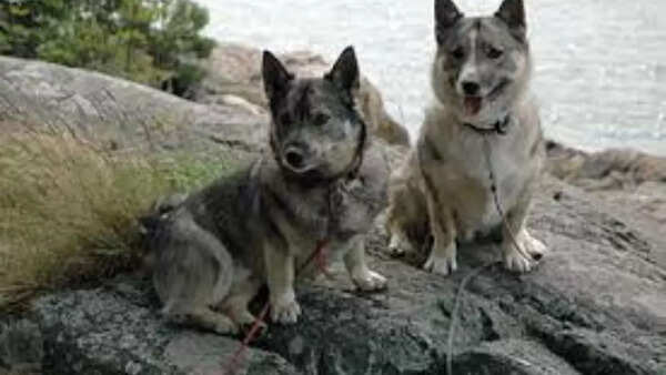 Swedish Vallhund
