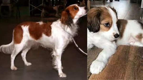 Nederlandse Kooikerhondje