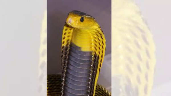 samar cobra