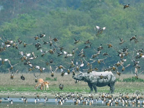 Wildlife photography