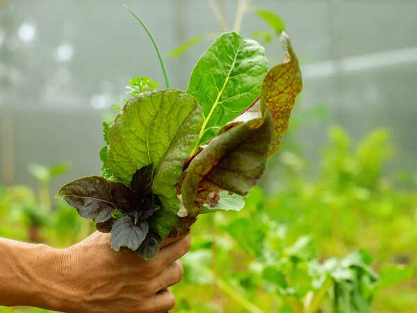 Organic food