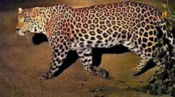 This wild animal was spotted in Mysore Infosys campus and employees ...