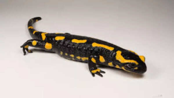 Salamander