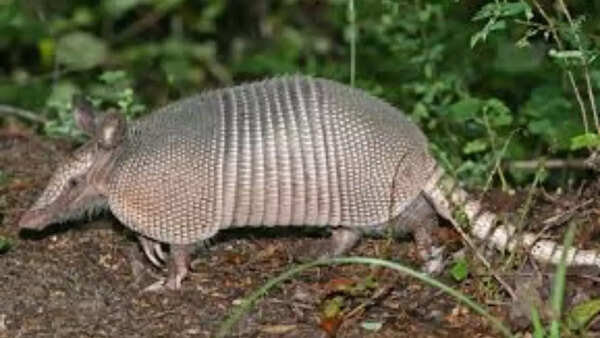 Armadillo