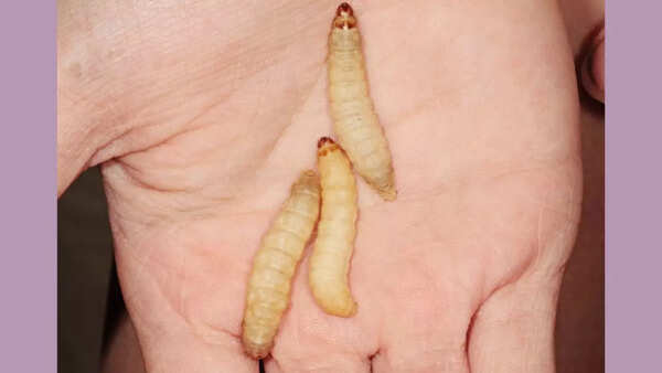 Plastic-decomposing worms (Source: National Geographic)