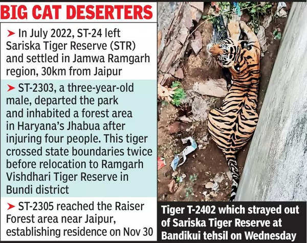 Tiger strays from Sariska reserve;attacks, injures 3 in Alwar village