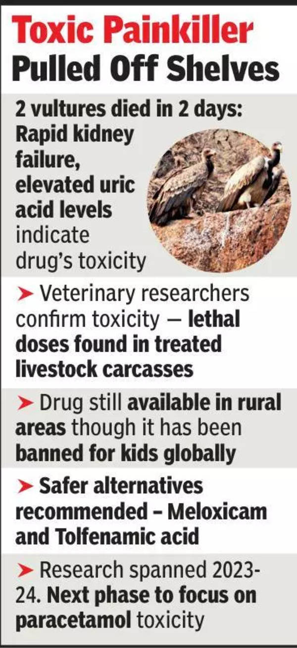 Centre bans Nimesulide for animal use after vultures die in experiment