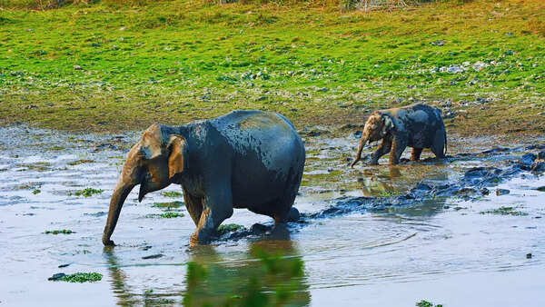 Elephants at Kaziranga National Park