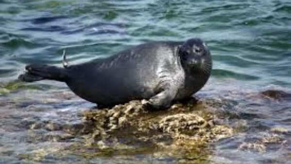 Baikal seals
