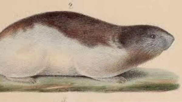 Arctic lemming