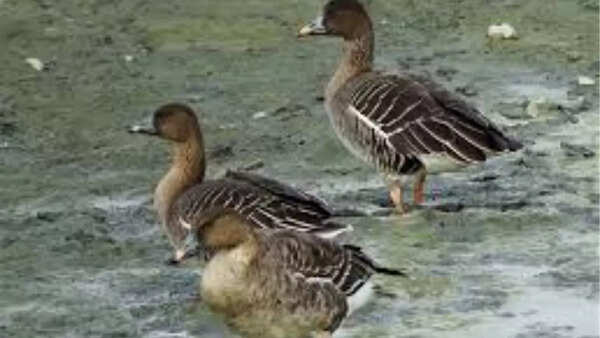 Tundra bean goose