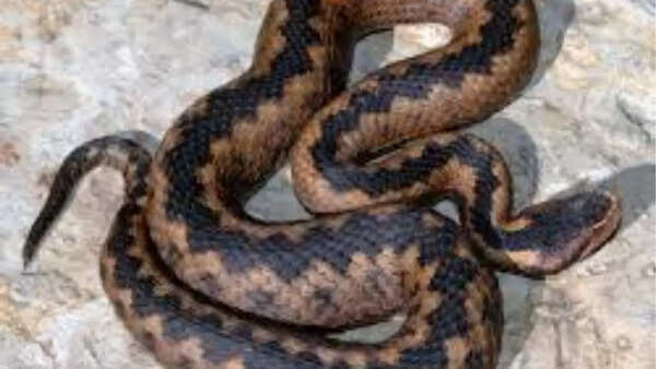 Vipera orlovi