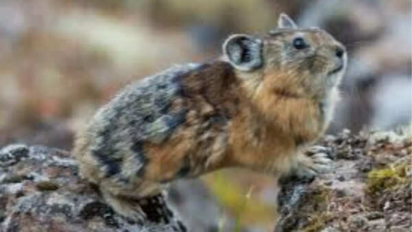 Turuchan pika