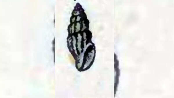 Obesotoma gigas